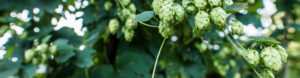 hops on vine at waterbury brewery